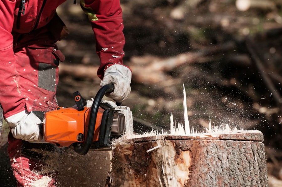 Arborist using chainsaw to remove stump