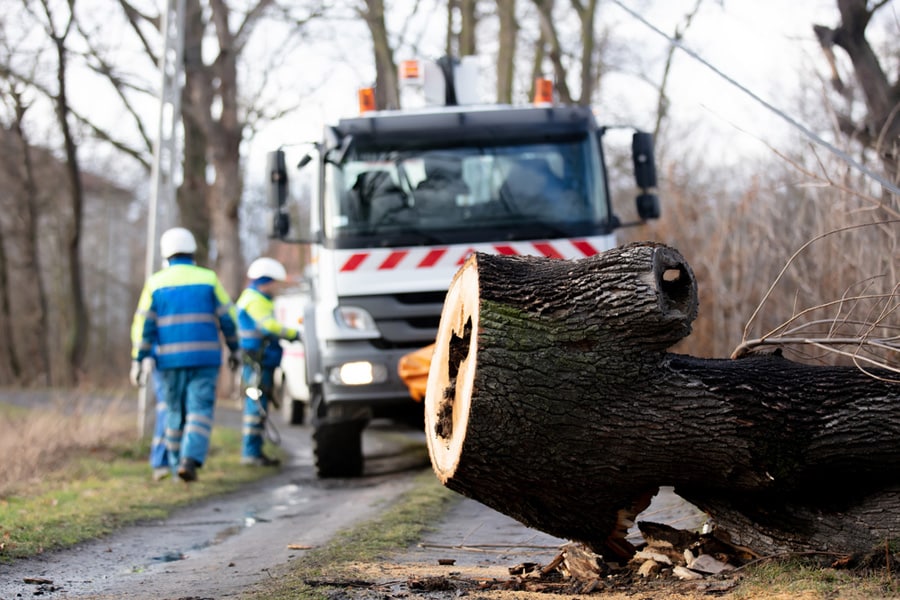 Workers loading cut trees after emergency services