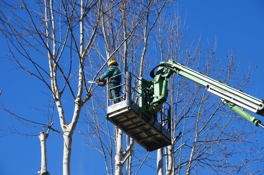 Arborist in a lift trimming a tree