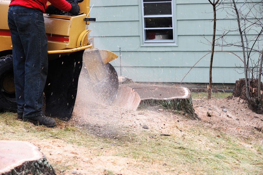 ongoing removal of stump using stump grinder