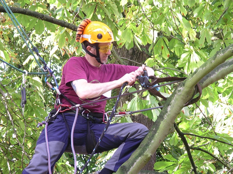 Arborist setting up tree cables in Evansville IN